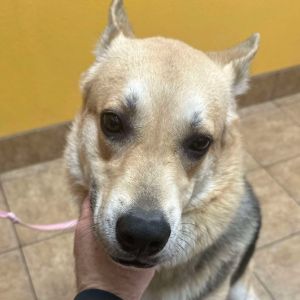 Beth LB PDR/Lizzy, Adult Female German Shepherd Dog