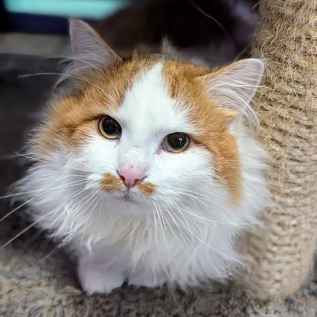 Cornelius