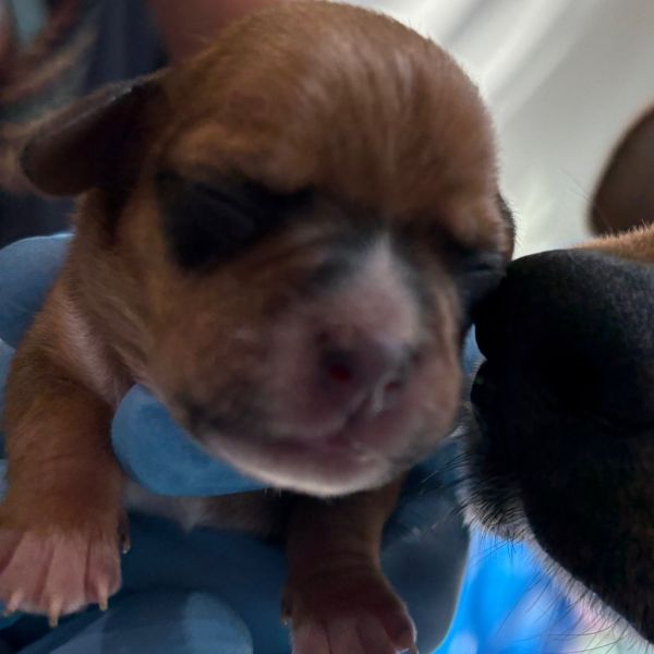 Puppy_d thumbnail 1