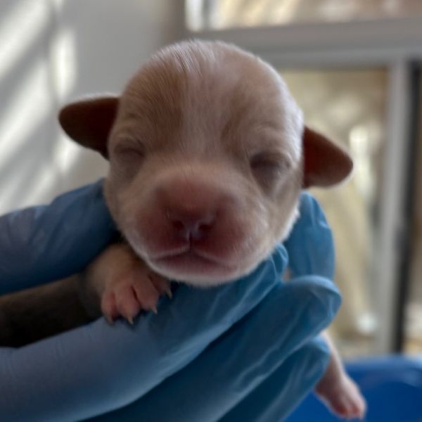 Puppy_a thumbnail 1
