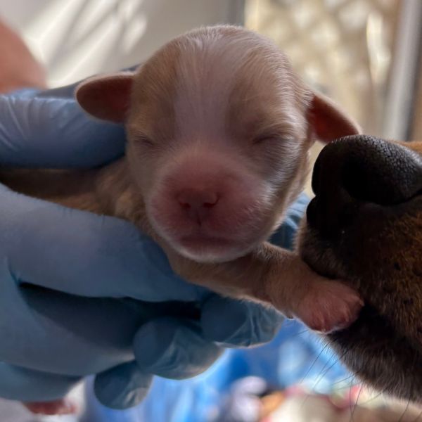 Puppy_h thumbnail 1