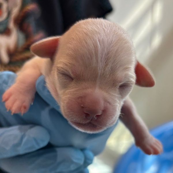 Puppy_b thumbnail 1