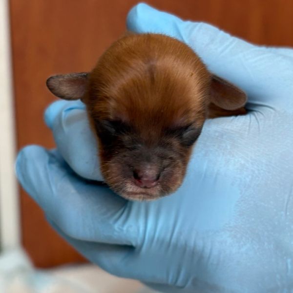 Puppy_g thumbnail 1