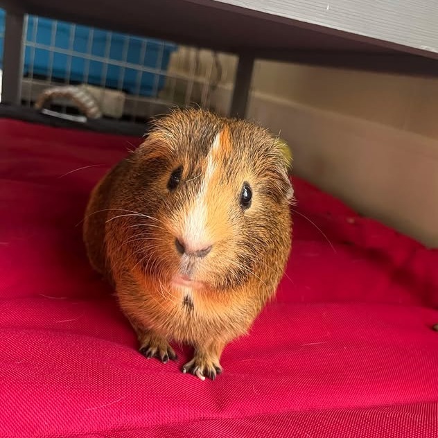 Caramel