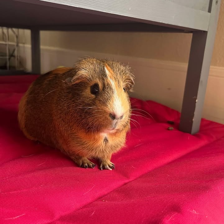 Caramel