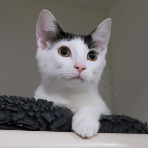 Rufus, Baby Male Domestic Short Hair