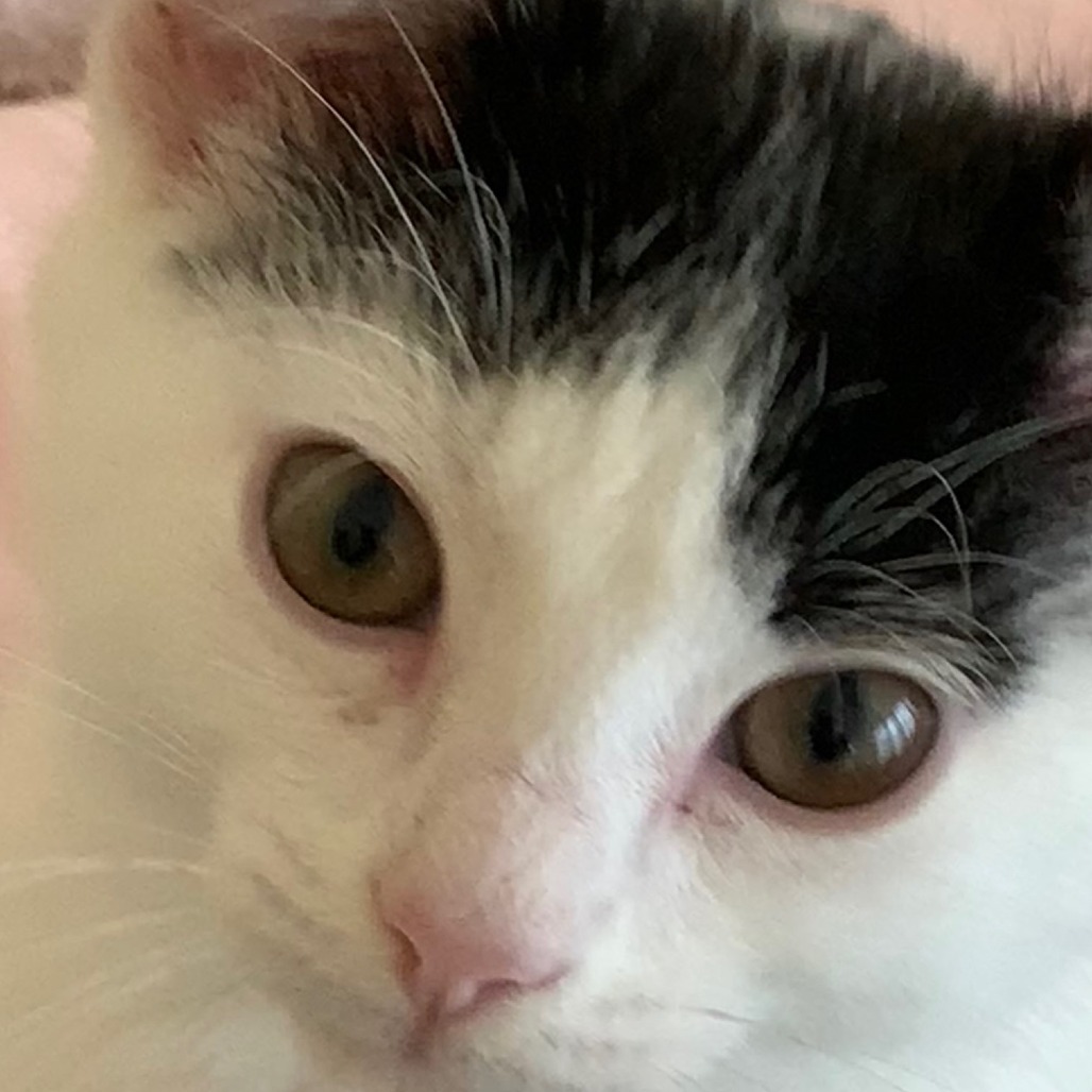 Rufus