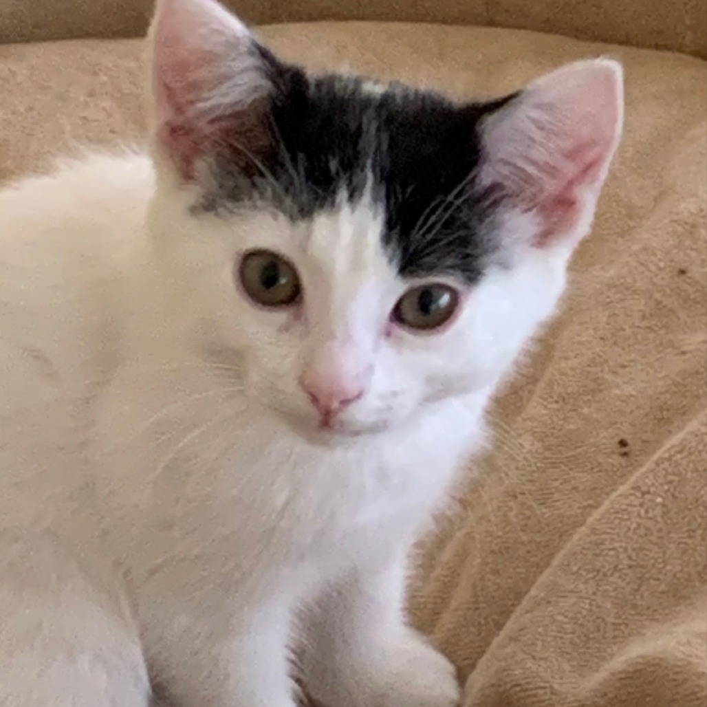 Rufus