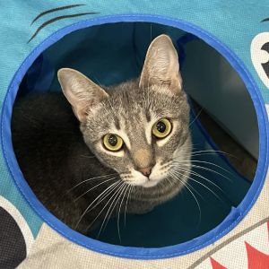 Sweet girl Roxie was rescued from the streets of Compton with her siblings star