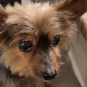 Gio, Senior Male Yorkshire Terrier