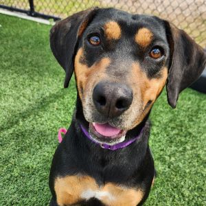 Molly, Adult Female Hound