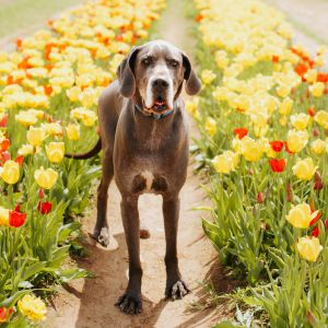 Marvin, Senior Male Great Dane