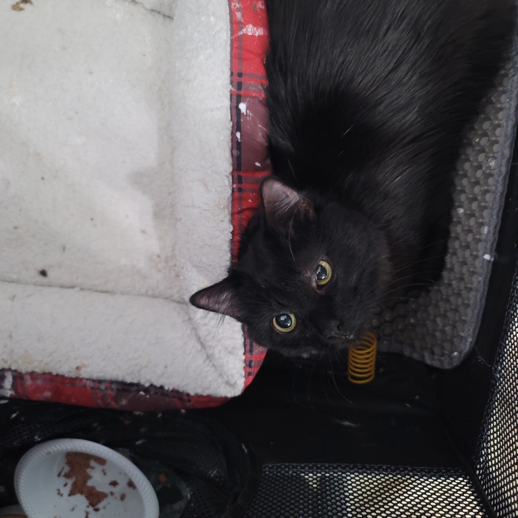Captain Blacky