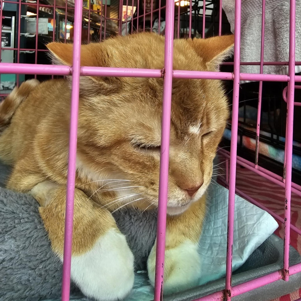 Ron purrlman