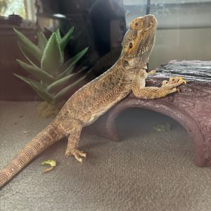 King, Adult Female Bearded Dragon