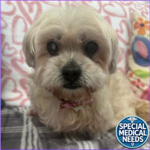 Cupcake, Senior Female Shih Tzu