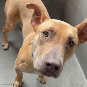Rubble A5688232, Young Male Labrador Retriever