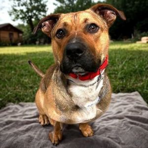 General Munchkin Man, Adult Male Mixed Breed