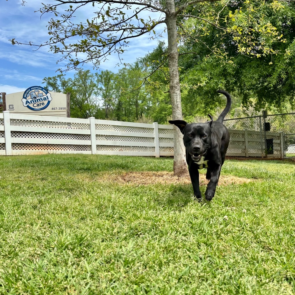 Sarge