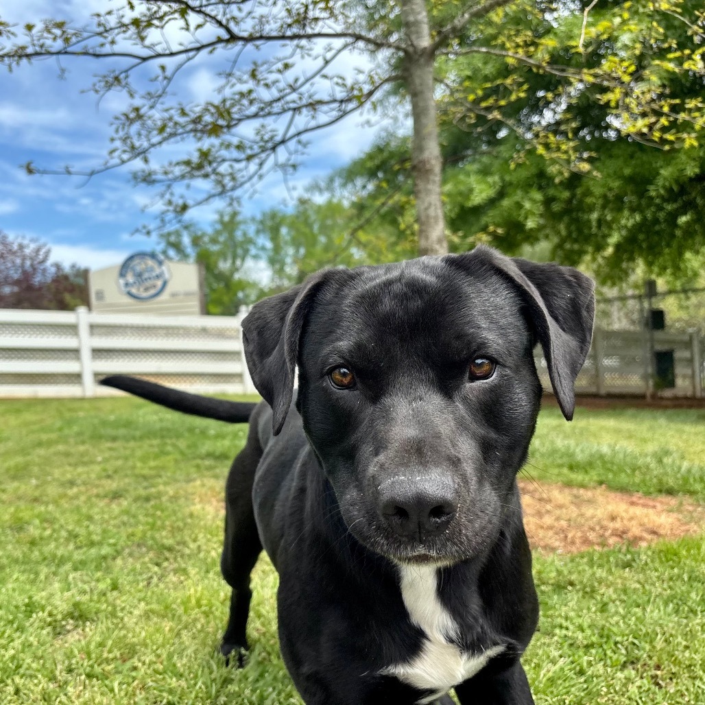 Sarge