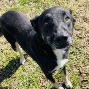 Barkarella, Adult Female Mixed Breed