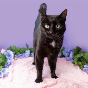 Blossom, Adult Female Domestic Short Hair