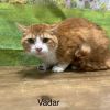 Vadar photo 3