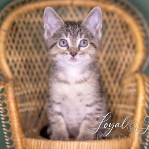 Jalepeno, Baby Male Domestic Short Hair