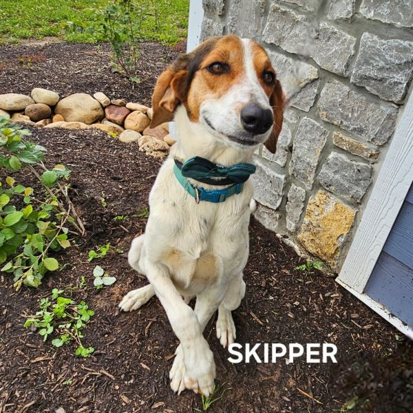 Skipper thumbnail 2