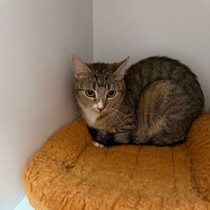 Max, Young Female Domestic Short Hair