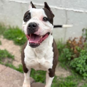 Kelly Kapoor, Adult Female Terrier
