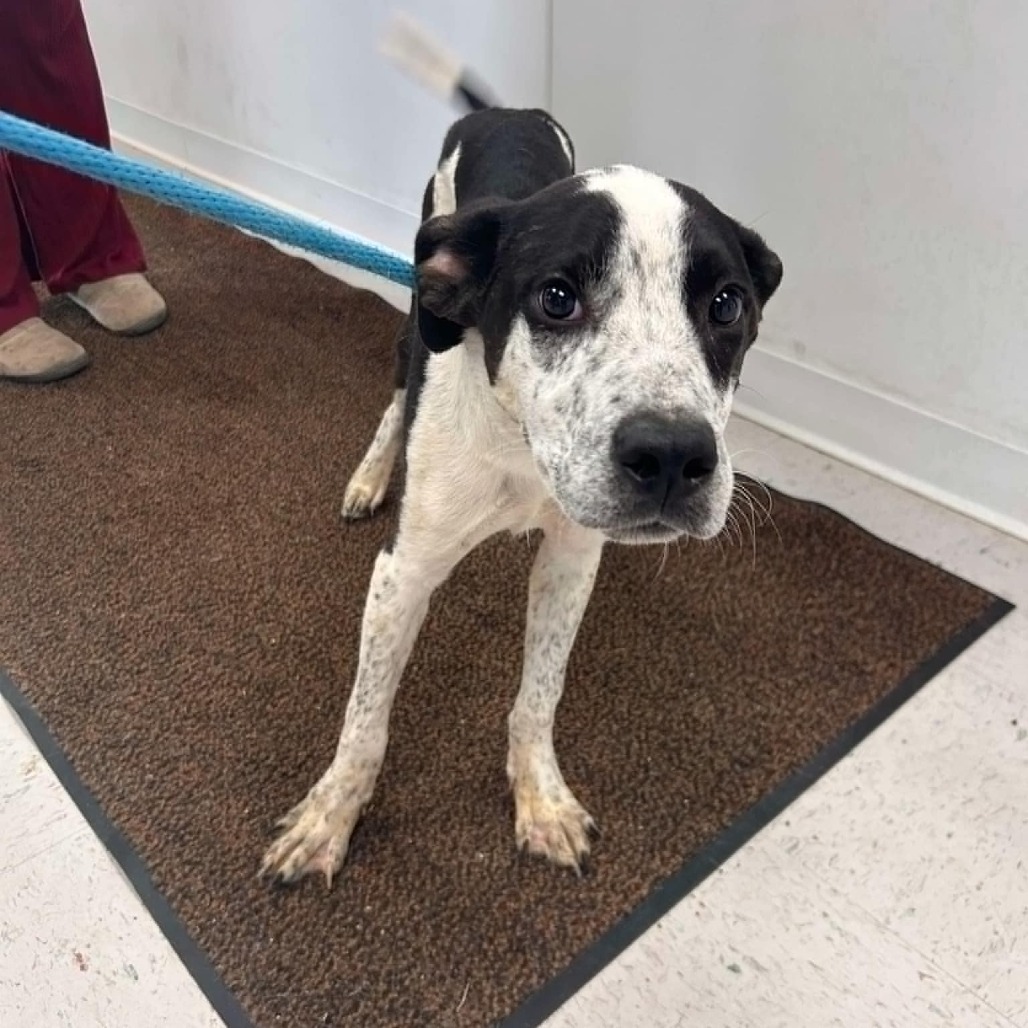 Cozby, an adoptable Australian Cattle Dog / Blue Heeler, Pointer in Garden City, KS, 67846 | Photo Image 1