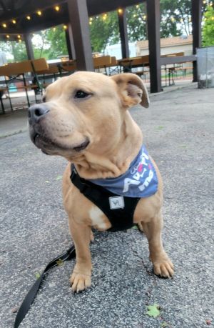 Kit $450, Adult Female Pit Bull Terrier