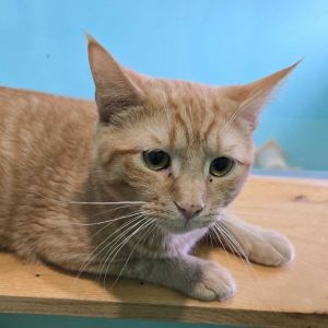 Mai Tai, Young Male Domestic Short Hair