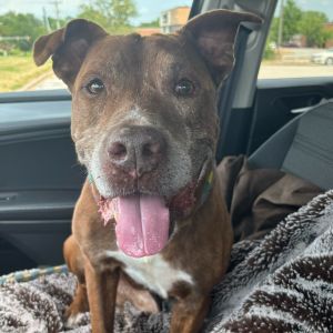 Clyde, Senior Male Mixed Breed