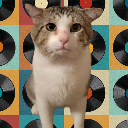 Druid, an adoptable Domestic Short Hair in Tuscaloosa, AL, 35401 | Photo Image 3