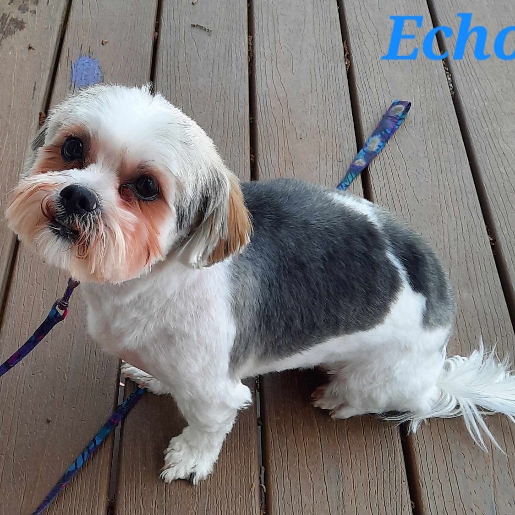 Echo