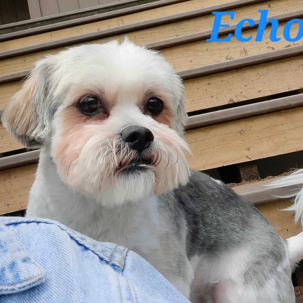Echo