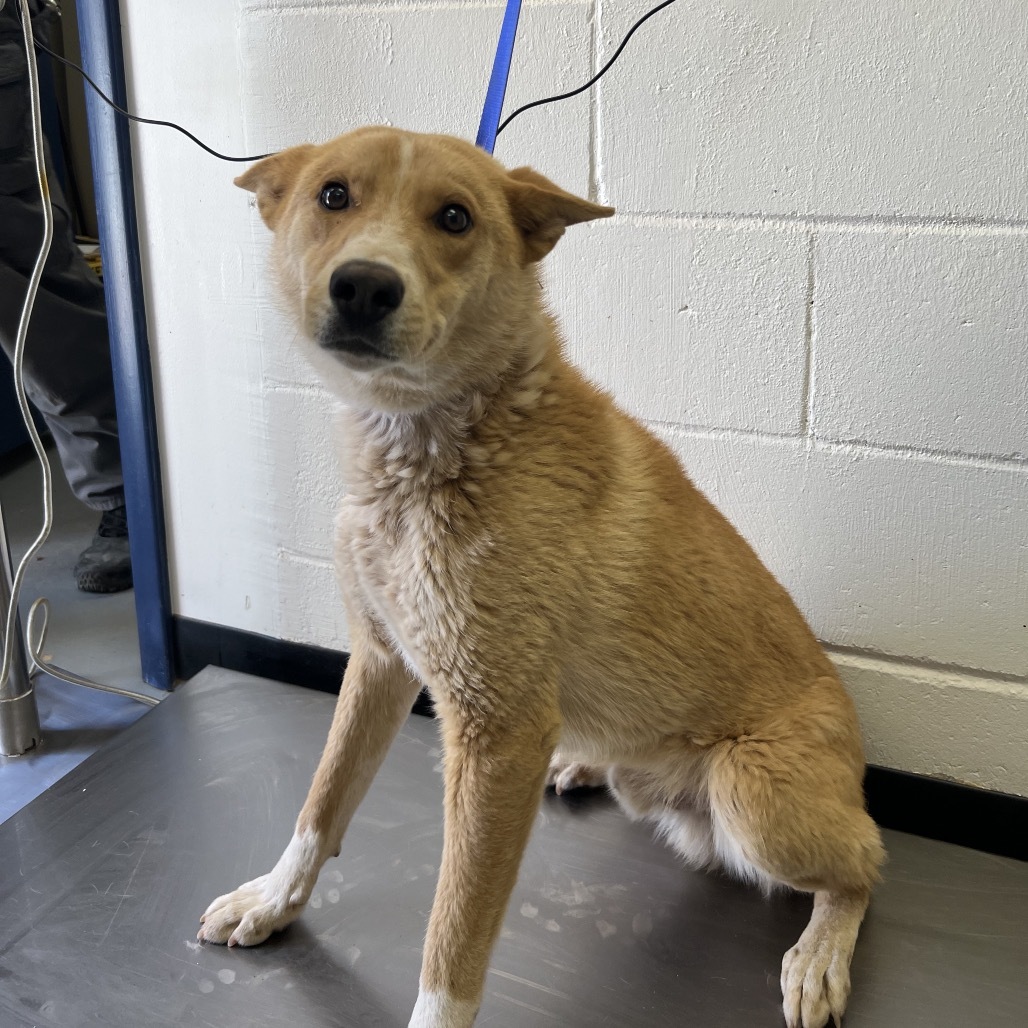 (CCSO) Pedro Pascal, an adoptable Husky in Douglas, AZ, 85607 | Photo Image 1