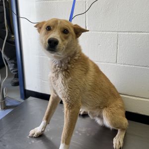 (CCSO) Pedro Pascal, Adult Male Husky