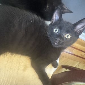 Weasley, Baby Male Domestic Short Hair