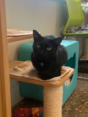 Drusilla, Young Female unknown