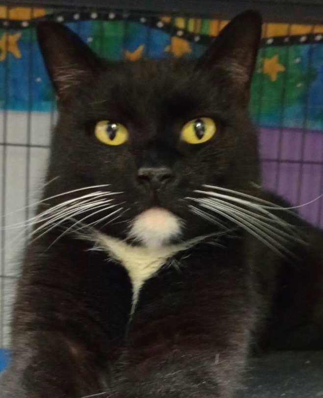 Mittens (Buddy)