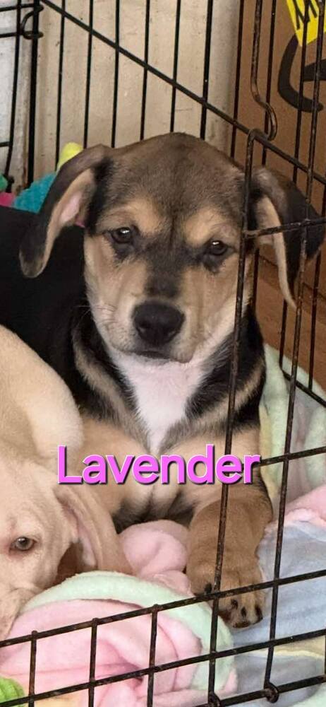 Lavender thumbnail 4