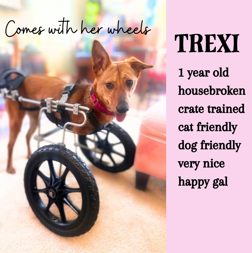 Trexi, an adoptable Saluki, Mixed Breed in Saugus, MA, 01906 | Photo Image 1