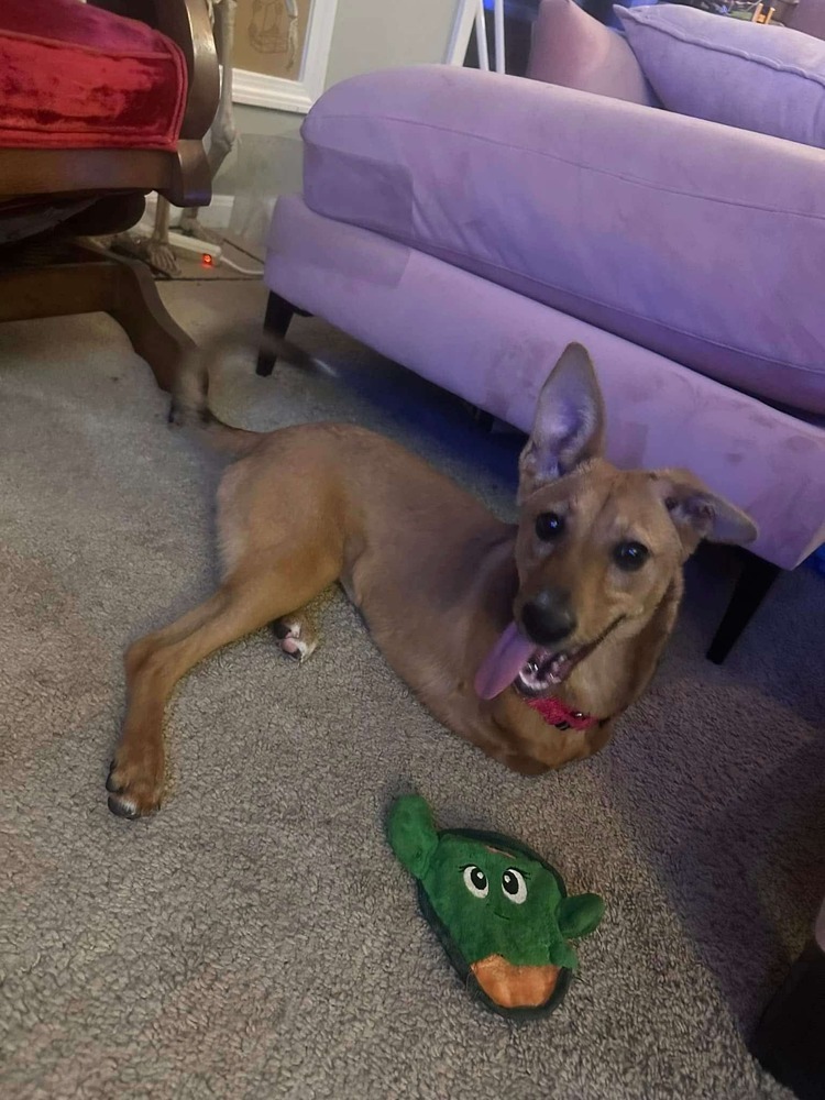 Trexi, an adoptable Saluki, Mixed Breed in Saugus, MA, 01906 | Photo Image 2