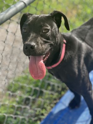 Chalupa, Adult Female Labrador Retriever