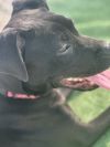 Chalupa photo 2