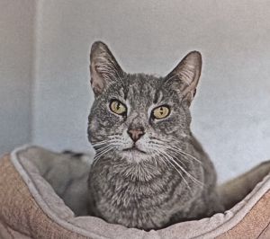Silver, Young Female Domestic Short Hair