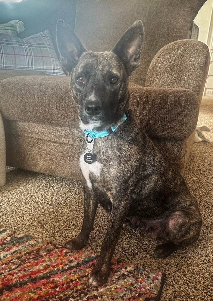 Zuul